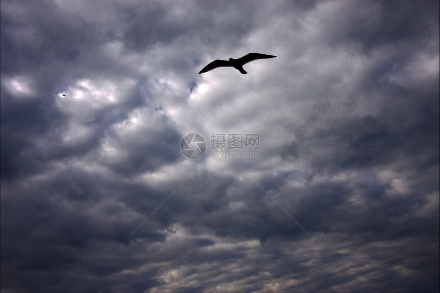 乌云中的鸟儿黑色天空阴影白色蓝色图片