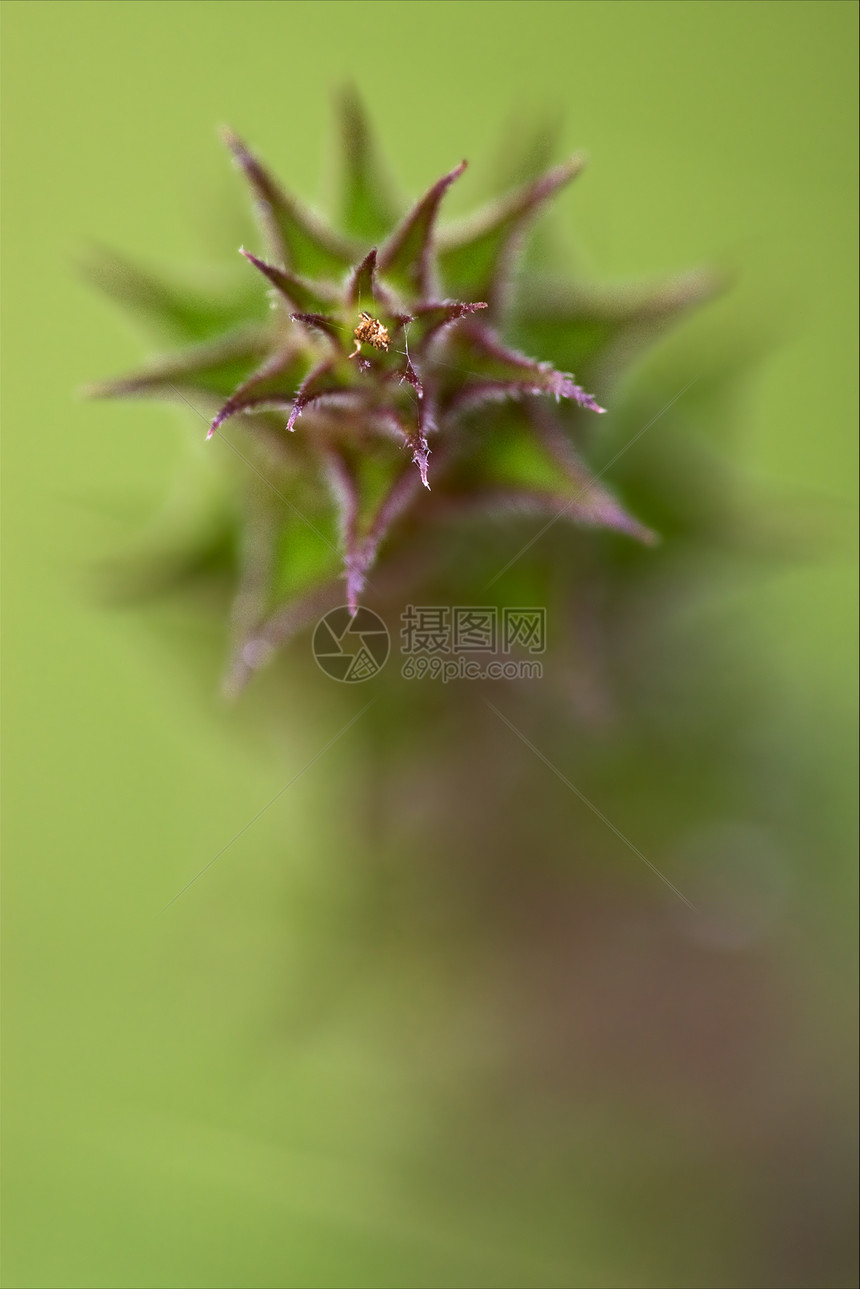 植物的抽象开花扭力紫色棕色黄色宏观绿色曲线黑色衬套弯曲图片