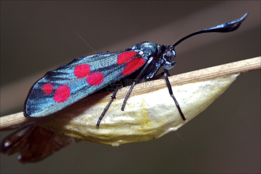 由野生Zygaenidae所生荒野昆虫爪子蓝色花粉植物积分翅膀雌蕊弯曲图片