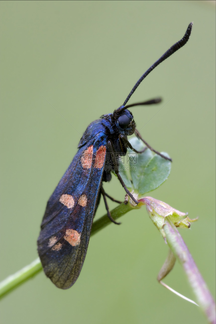 野生Zygaenidae在灌木丛中棕色树枝上荒野天线蝴蝶雌蕊枝条蒸汽鳞翅目弯曲花园爪子图片