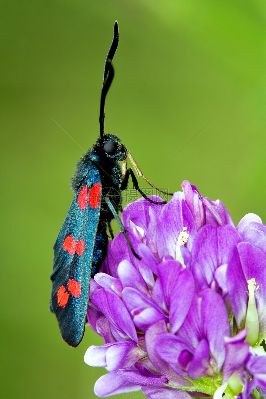 花朵中的Zygaenidae昆虫蓝色雌蕊蝴蝶花园弯曲天线爪子宏观叶子图片