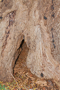 树树皮 树干部分死亡风化晴天公园木材木头环境植物学森林悲伤背景图片