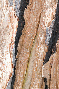 树树皮 树干部分死亡木头植物环境植物学失败干旱悲伤骨骼木材背景图片