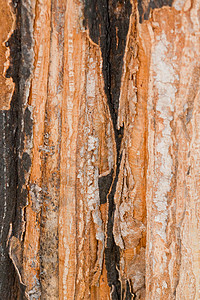 树树皮 树干部分植物木材挫折木头风化森林分支机构悲伤荒野树枝背景图片