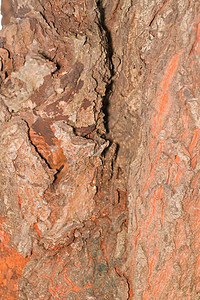 树树皮 树干部分风化干旱分支机构木头树枝死亡悲伤植物学失败骨骼背景图片
