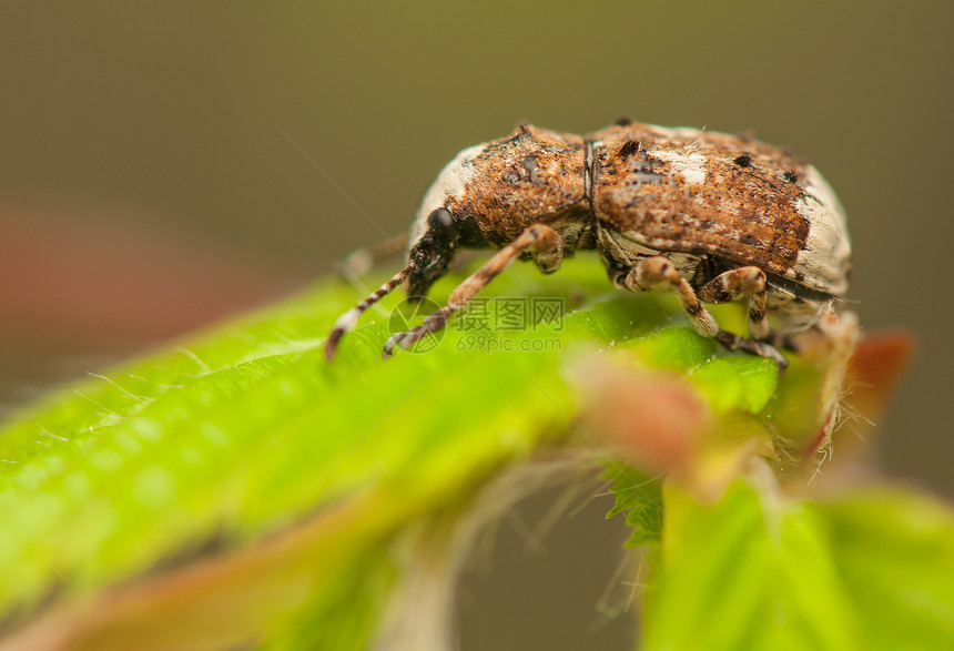 白化病患者棕色昆虫甲虫动物动物群白色绿色鞘翅目昆虫学叶子图片
