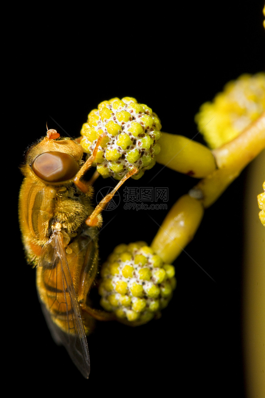 橙色旋空中花粉野生动物身体眼睛植物昆虫宏观棕色翅膀蜜蜂图片