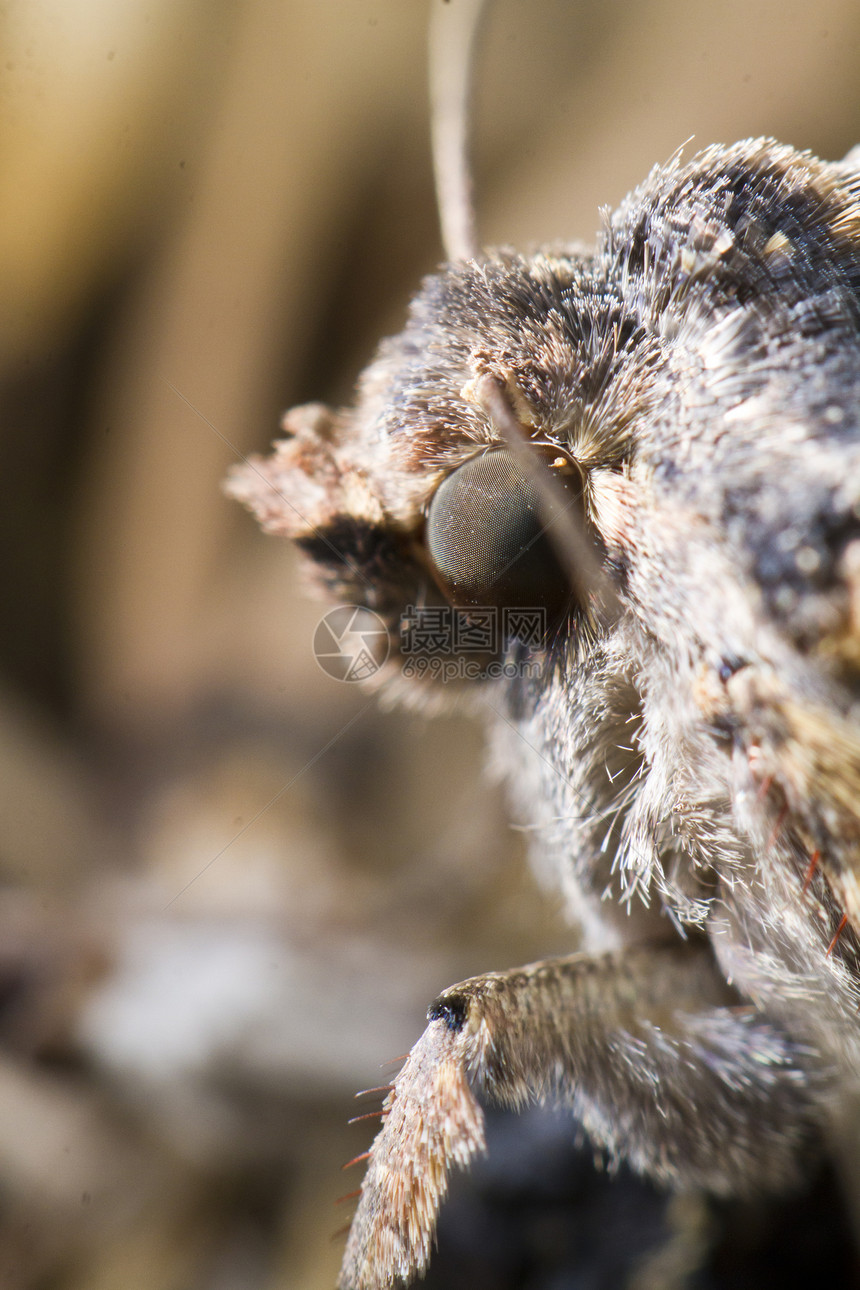 夜月飞蛾棕色触角天线昆虫野生动物宏观图片