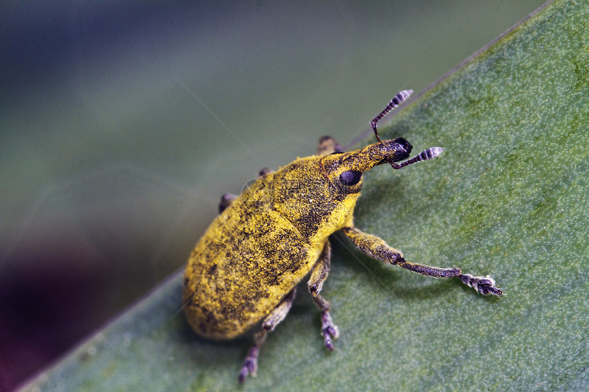 Weevil 臭虫 Lixus 方言花园植物动物群天线绿色荒野叶子翅膀动物野生动物图片