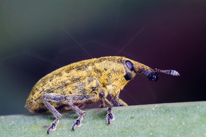 Weevil 臭虫 Lixus 方言动物漏洞宏观叶子花园昆虫黄色植物荒野天线图片
