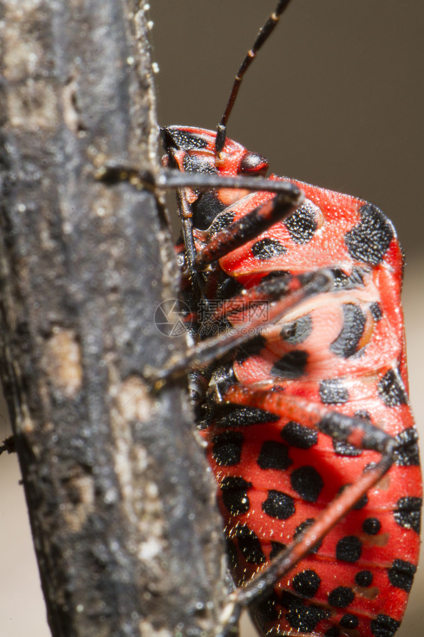 直线图臭虫红色黑色漏洞线状体笔体昆虫触角条纹昆虫学动物群图片