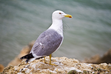 野生海鸥鸟沿海动物白色生活海岸线支撑海洋翅膀岩石背景图片