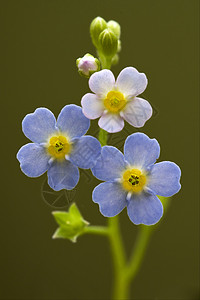 青黄阿纳加利亚花园春花亚麻雌蕊宏观菝葜柱状紫色花瓣阴影背景