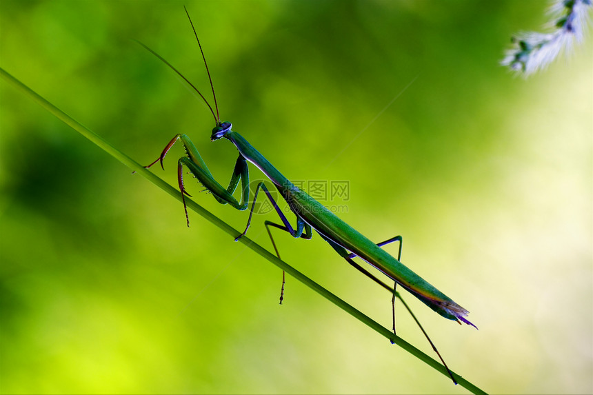 青绿地祈祷曼托迪人叶子枝条蓝色天线弯曲衬套荒野爪子昆虫植物图片