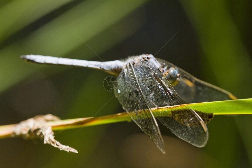 有机染色体季节肩章翅膀眼睛公园野生动物植被漏洞生物蜻蜓图片