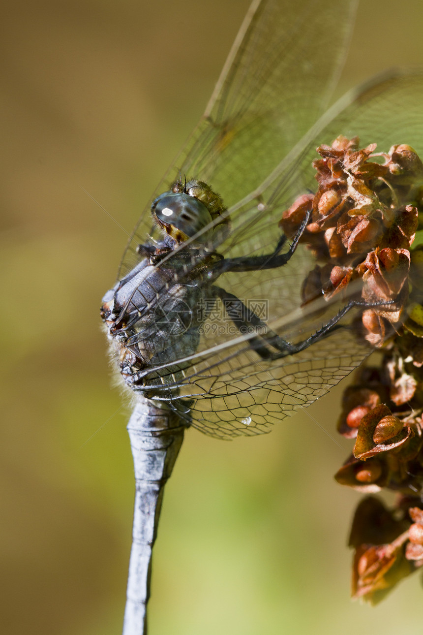 有机染色体眼睛季节昆虫公园植被植物野生动物翅膀漏洞宏观图片