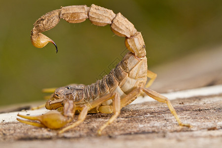 奥克西塔努斯丁蝎子野生动物小动物身体动物爪子脊椎动物动物群荒野毒液姿势背景