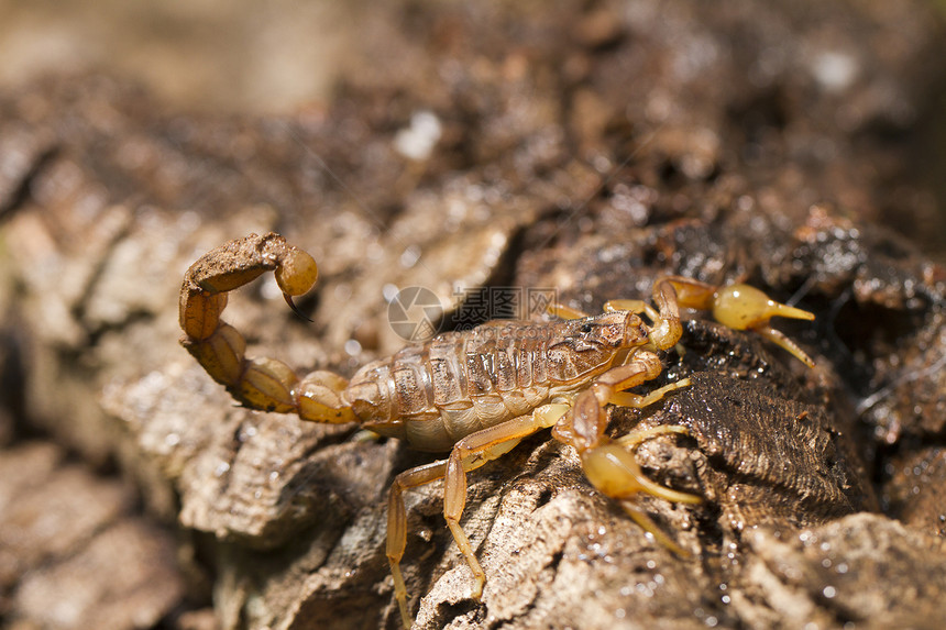 丁蝎子姿势动物脊椎动物小动物爪子毒液荒野野生动物宏观危险图片