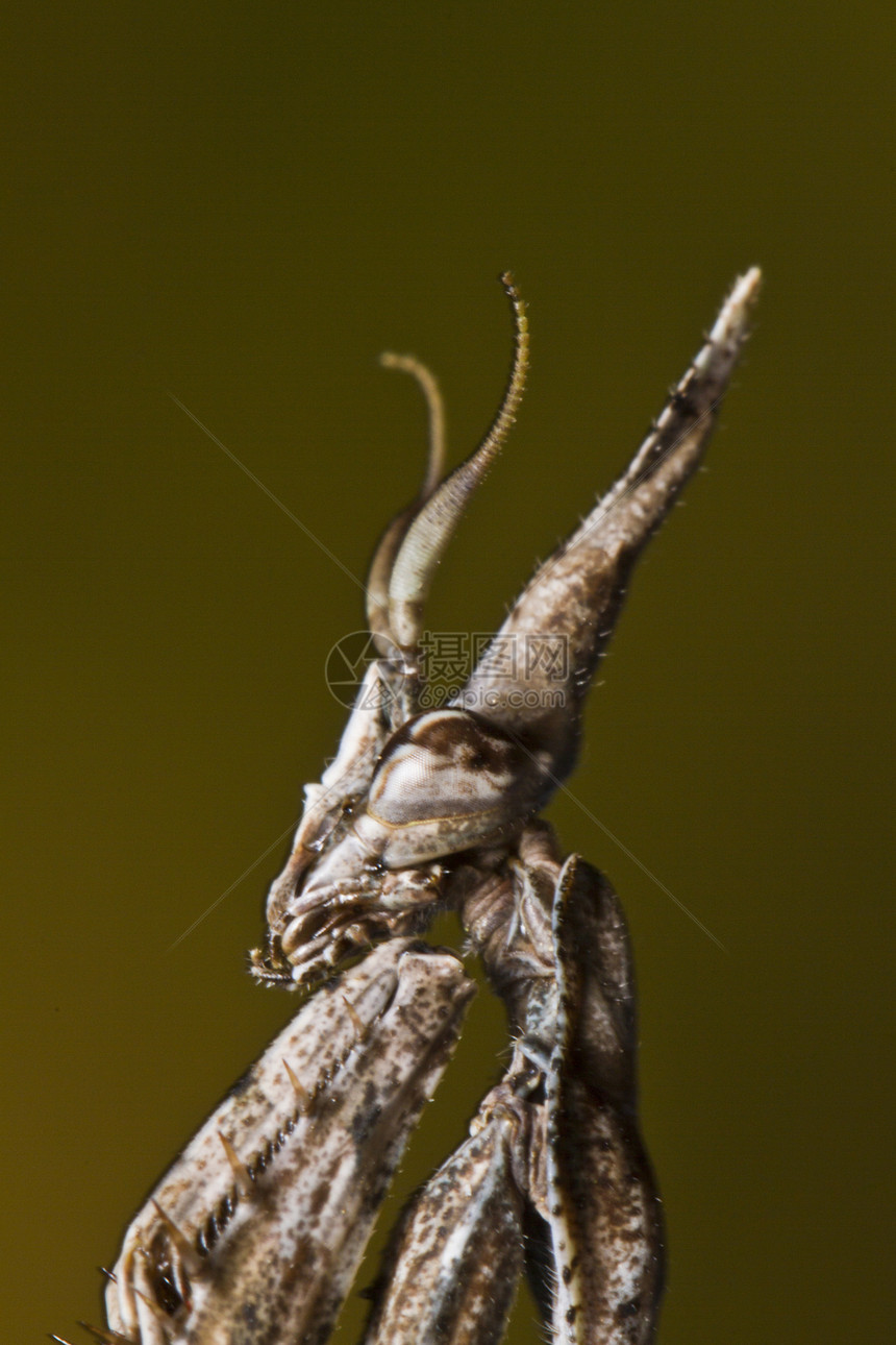 曼蒂斯帕洛宏观动物锥头捕食者昆虫漏洞女性图片