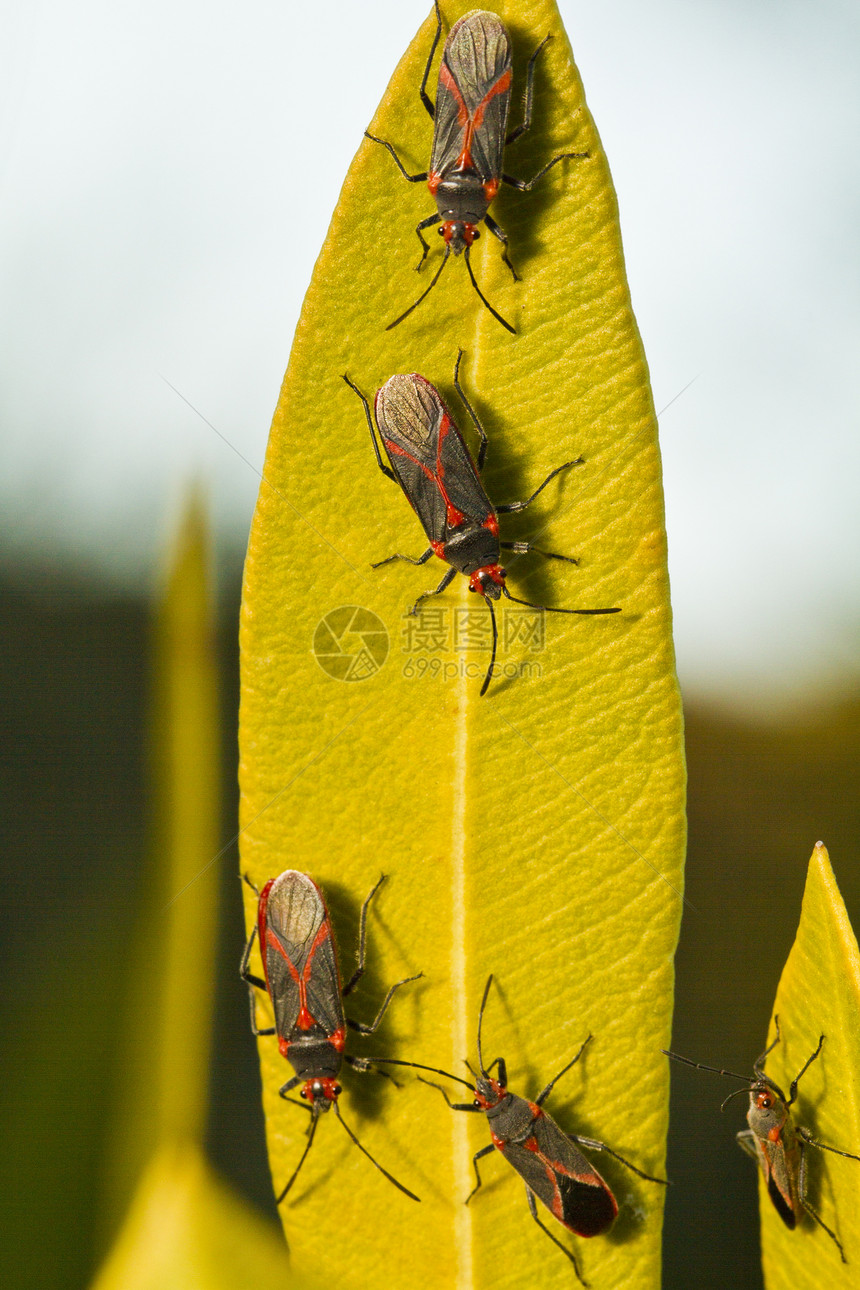 工厂的红色虫李盖乌斯石半翅目昆虫生物学害虫登山者昆虫学野生动物马术动物学宏观图片