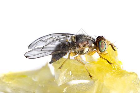 蜂蜜的苍蝇喂养高清图片