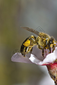 蜜蜂昆虫蜂蜜传粉者翅膀花蜜花园花粉花瓣工人季节宏观背景图片