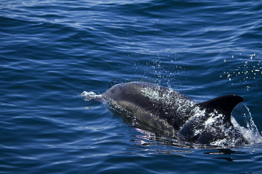 野生海豚海洋波浪游泳荒野哺乳动物图片