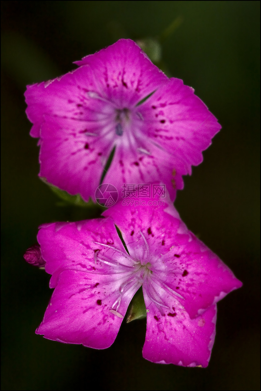 紫色粉红色阴影石竹叶子地衣花园海事雌蕊孕期洋甘菊花瓣图片