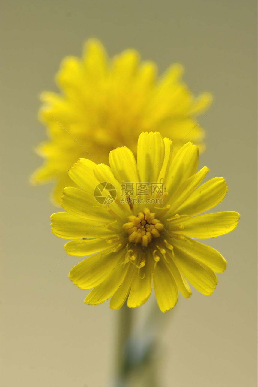 crepis 粗食玉米饼花瓣夫妻油菜薄饼叶子雌蕊花园阴影宏观荒野图片