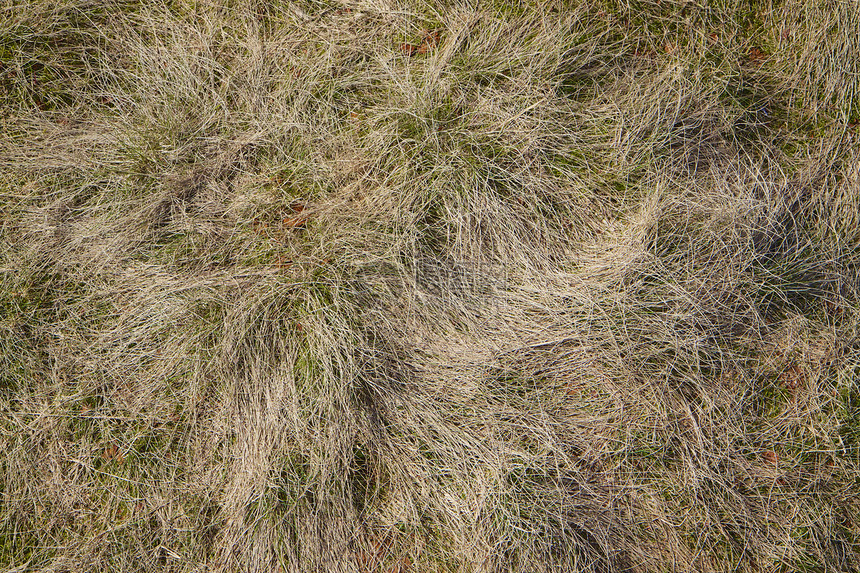 干草草皮土地地球植物群图片