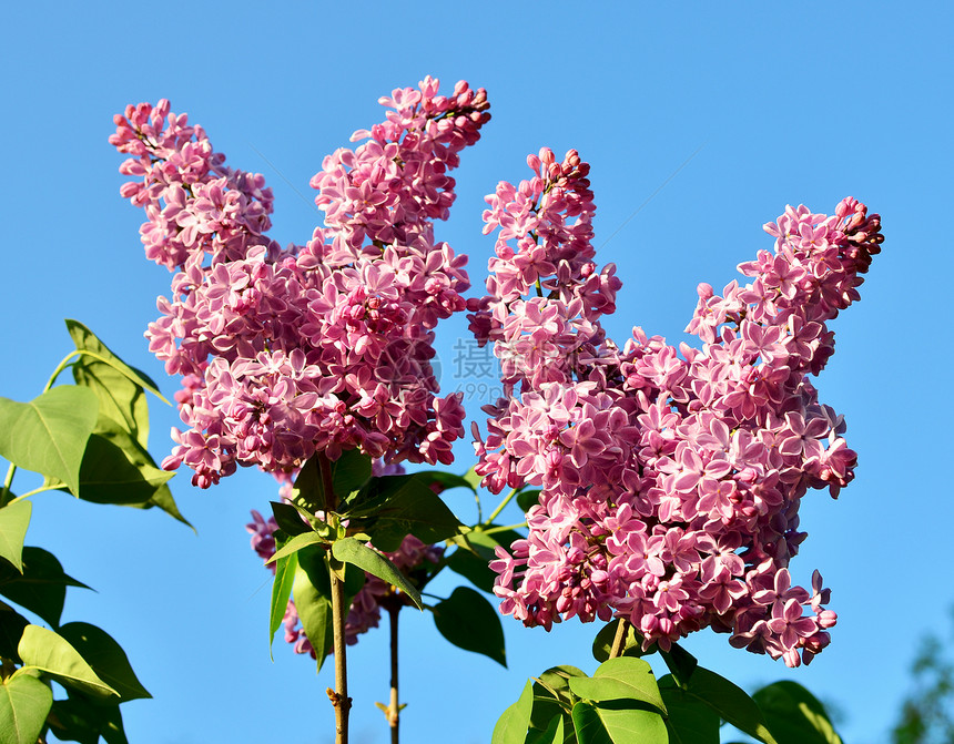 有春花的树枝衬套植物学植物礼物薰衣草叶子生长紫色花园紫丁香图片