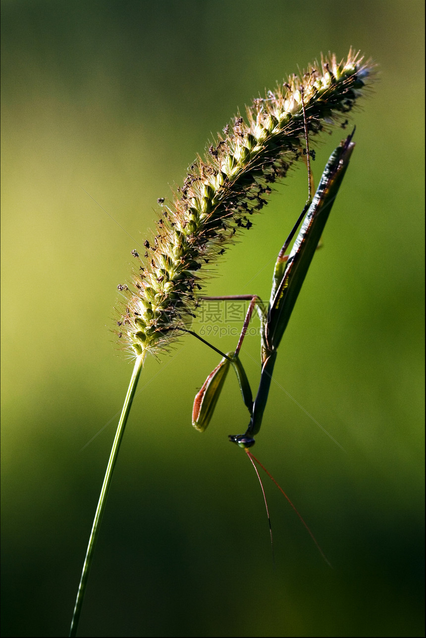 祷告的蚂蚁的阴影人文曲底侧面植物爪子积分叶子天线花瓣雌蕊荒野翅膀花园图片