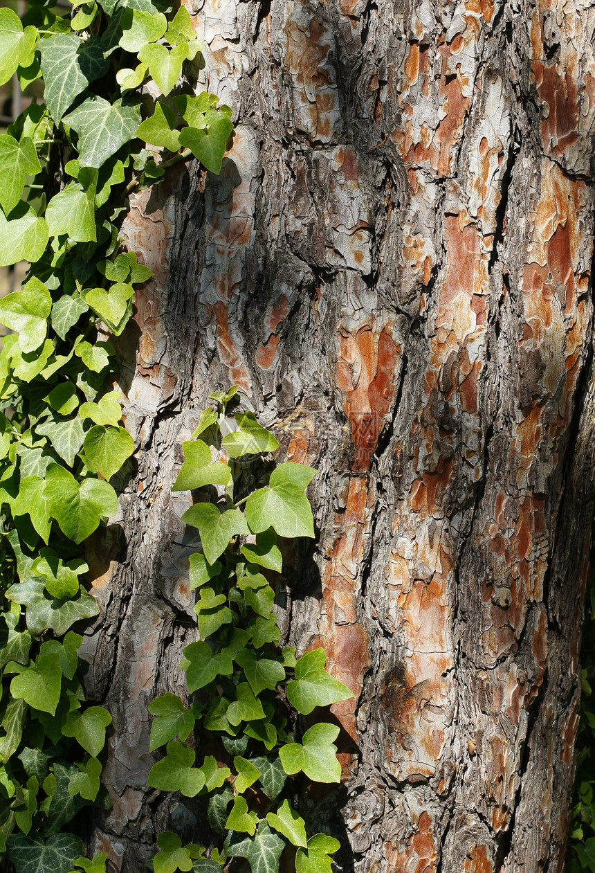 夏间时间材料宏观木头摘要棕色树干绿色橡木森林橡树图片