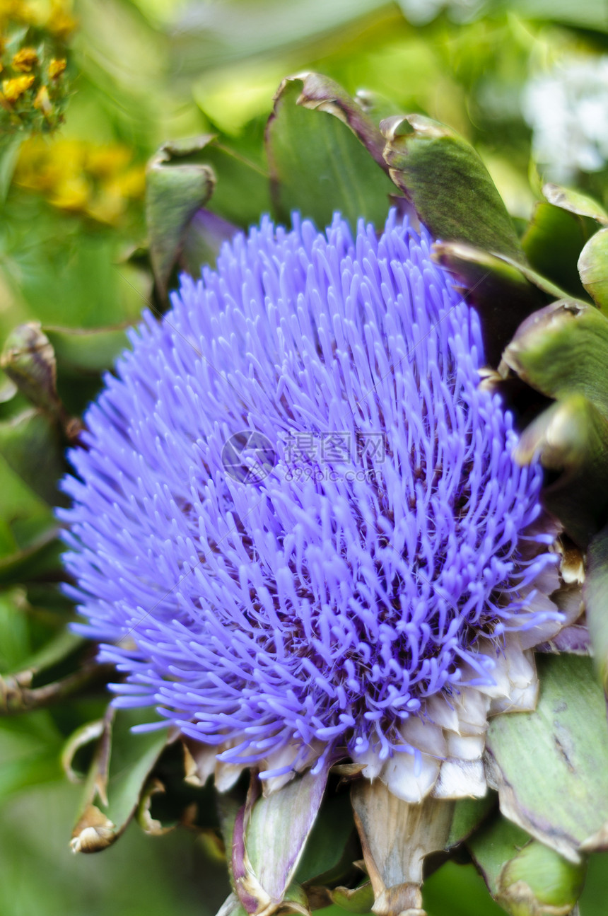 朝鲜蓟 开花花冠树叶植物紫色绿色花瓣蓝色花园植物学植物群图片