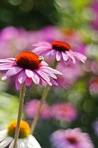 紫色金光菊紫色锥形花花瓣植物学荒野橙子蜜蜂生长花冠植物野花叶子背景