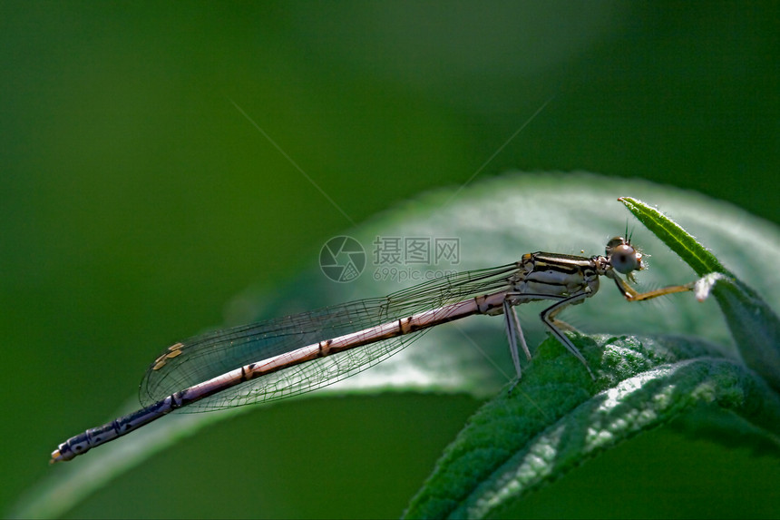 普埃拉语翅膀叶子紫檀枝条蜂科蜻蜓木头自发性宏观发臭图片