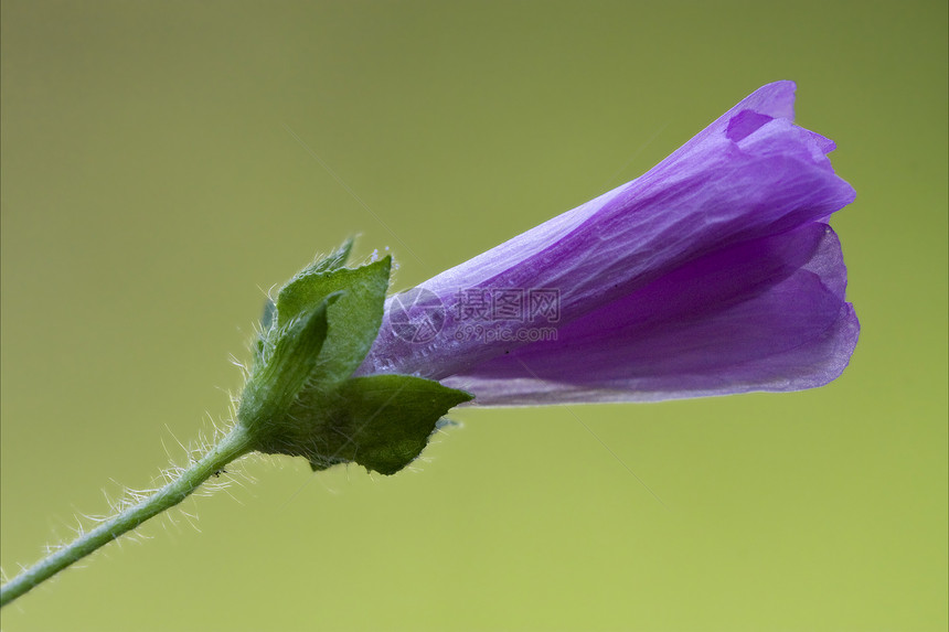 单方形阿博雷亚解剖学点状荒野叶子雌蕊花园孕期宏观花粉蓝色图片