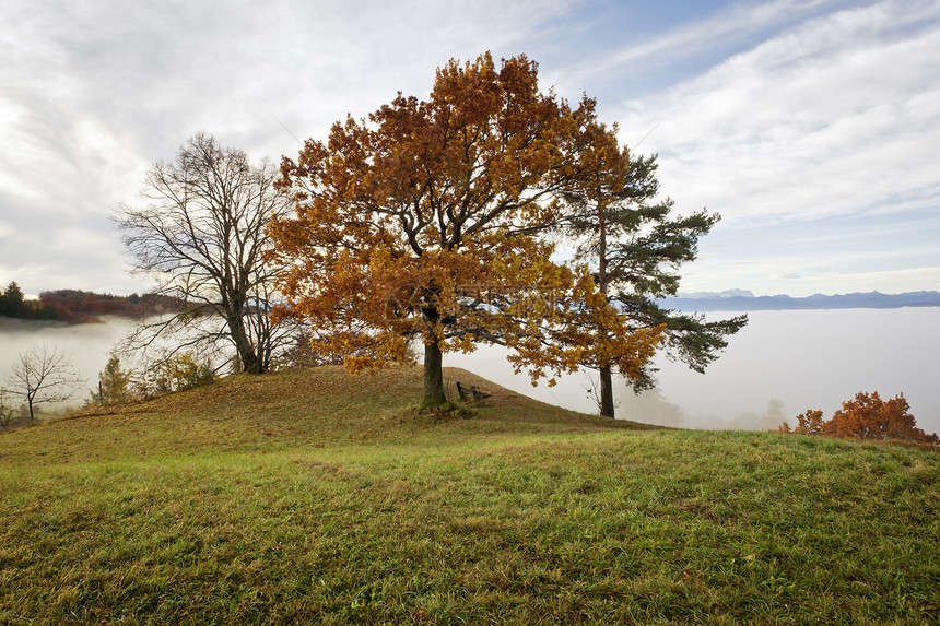 秋天风景橙子薄雾环境公园天空人行道场景小路车道木头图片