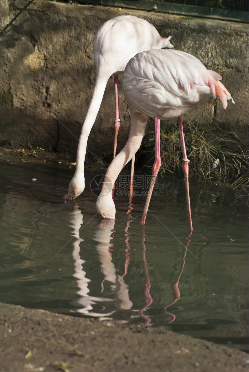 粉红火烈酒动物夫妻动物园鸟舍池塘荒野公园异国旅行生活图片