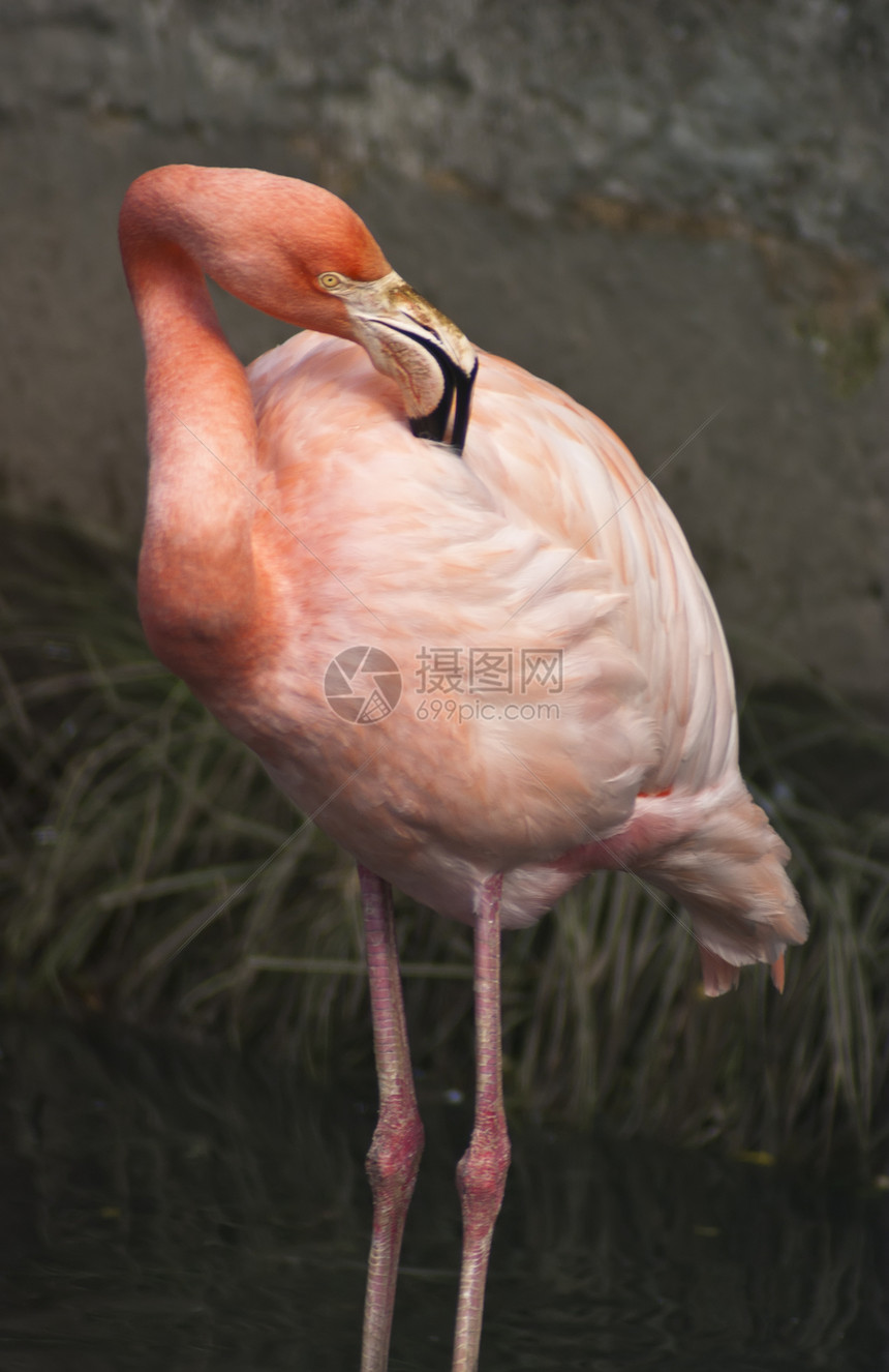 粉红火烈酒荒野眼睛墙纸池塘团体野生动物反射动物园季节热带图片