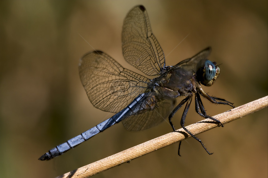 中枢长宽度花园翅膀发臭木头蜻蜓弯曲昆虫枝条爪子积分图片