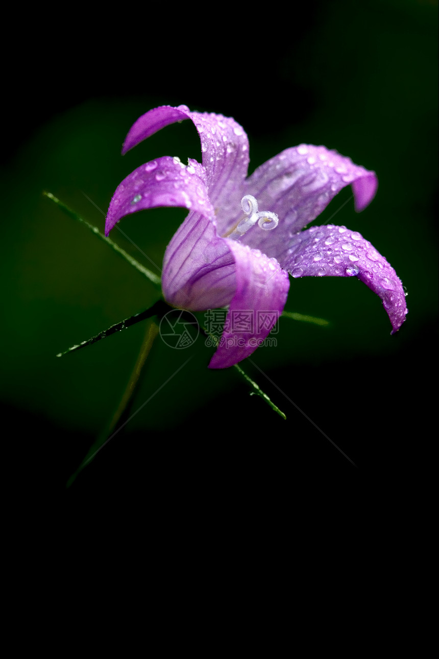 坎帕努拉长春菊花花园雌蕊荒野棕色绿色阴影白色花粉蓝色植物图片