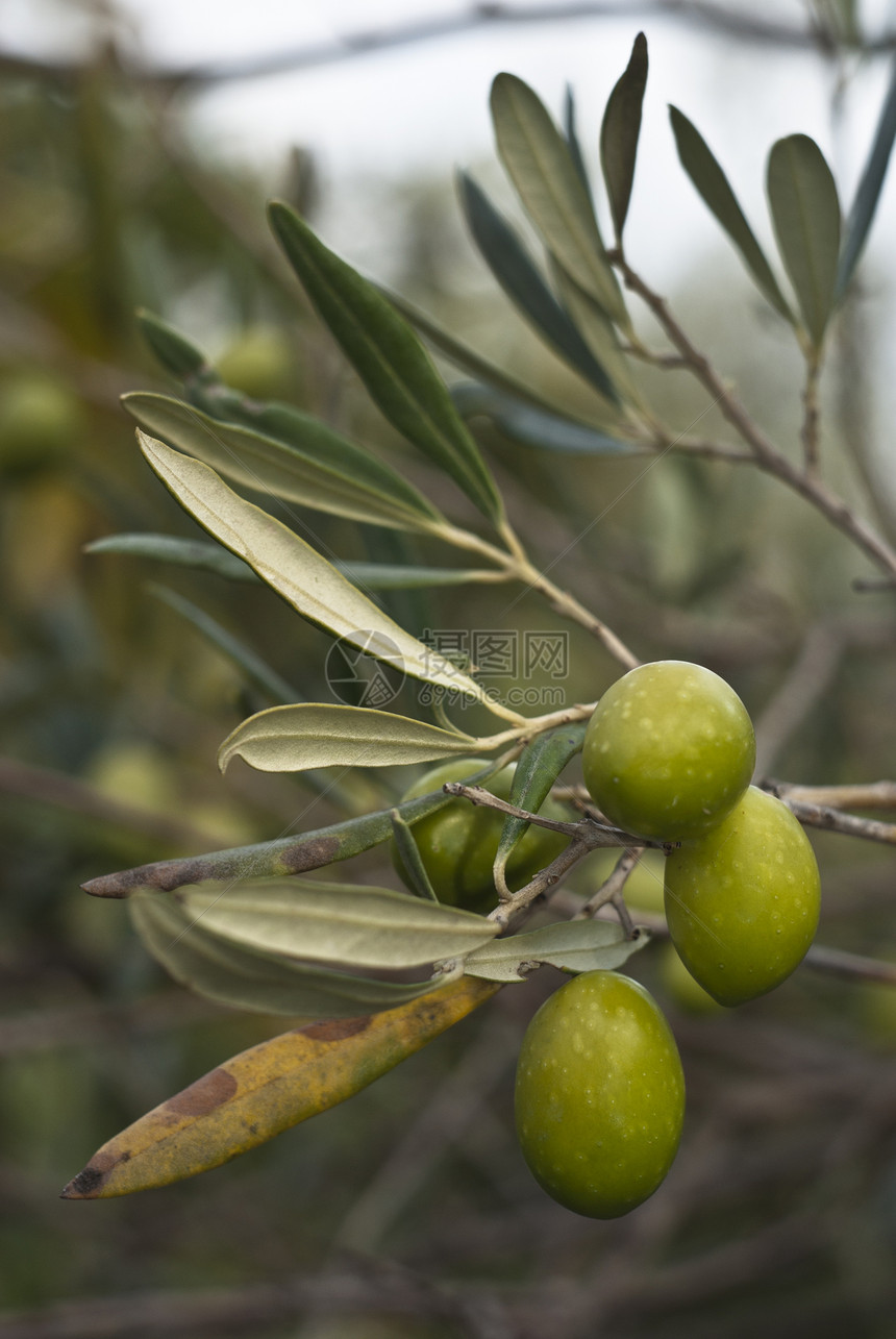 树枝上的橄榄叶子生物宏观传统烹饪食物收成农业处女美食图片