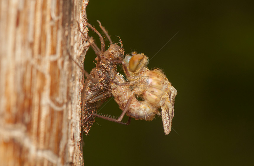 Libellula 四方蜻蜓动物眼睛宏观荒野栖息蜕皮转型翅膀成人图片