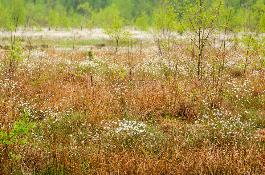沼滩荒野植物池塘叶子棉花森林丹参桦木绿色木头图片