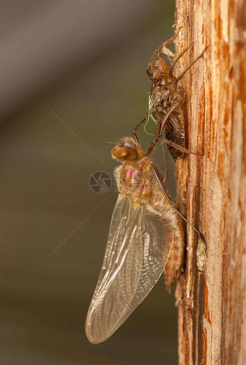 Libellula 四方翅膀荒野野生动物生活眼睛栖息身体动物转型昆虫图片