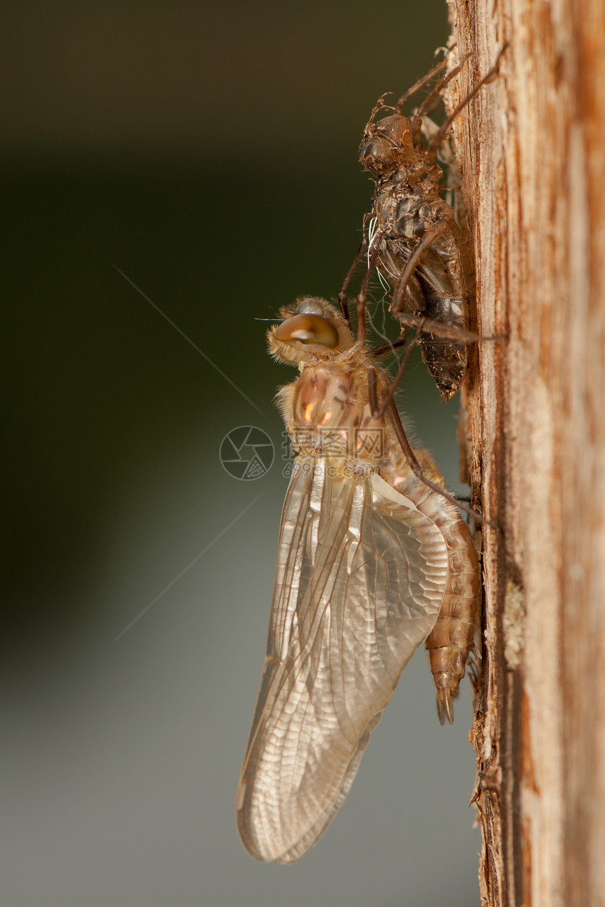 Libellula 四方眼睛宏观身体蜕皮栖息动物成人蜻蜓翅膀昆虫图片