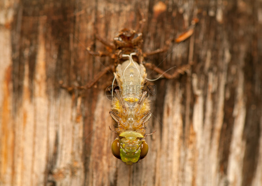 Libellula 四方身体野生动物眼睛栖息宏观昆虫蜕皮生活蜻蜓翅膀图片