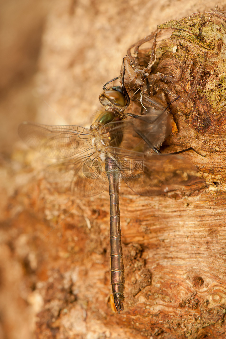 Libellula 四方身体翅膀口器昆虫学成人转型眼睛蜻蜓动物宏观图片