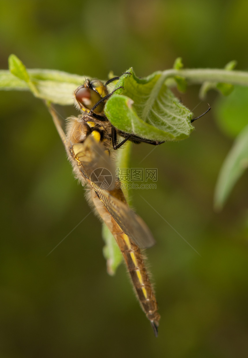 Libellula 四方转型翅膀身体野生动物成人宏观生活蜻蜓荒野昆虫图片